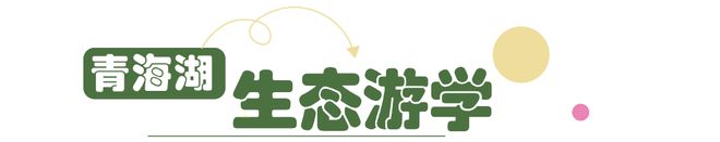 1家1司机1房车20+特色亲子体验j9九游会登录爆款！青海湖亲子营(图33)